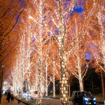 Kyoto, Rohm Christmas Illuminations 4