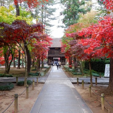 Heirin-ji Temple, Saitama, Sanmon Gate and Red maple trees alleyway during koyo