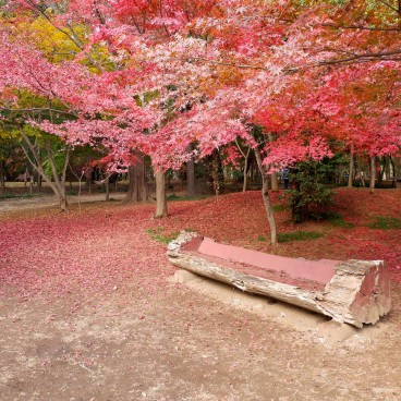 Heirin-ji Temple, Saitama, Red maple trees' forest