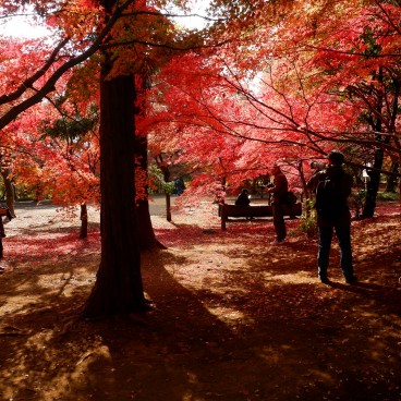 Heirin-ji Temple, Saitama, Red maple trees' forest 2