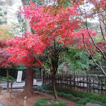 Heirin-ji Temple, Saitama, Red maple trees (momiji) 2