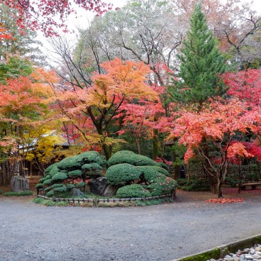 Heirin-ji Temple, Saitama, Red maple trees (momiji)