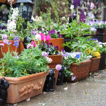 Imado Jinja Tokyo 12