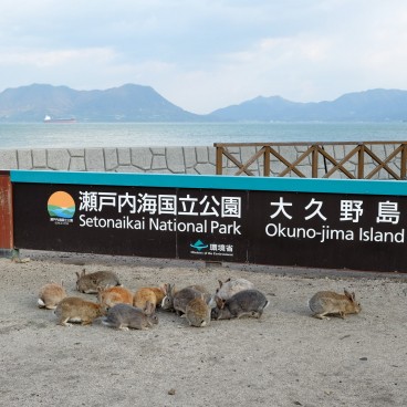 Okunoshima, Feeding rabbits 3