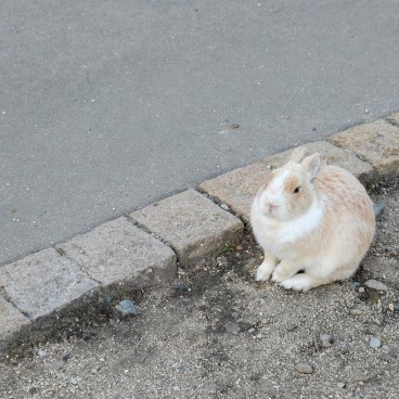 Okunoshima, A rabbit 2