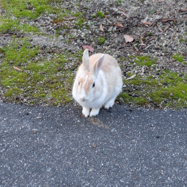 Okunoshima, A rabbit 3