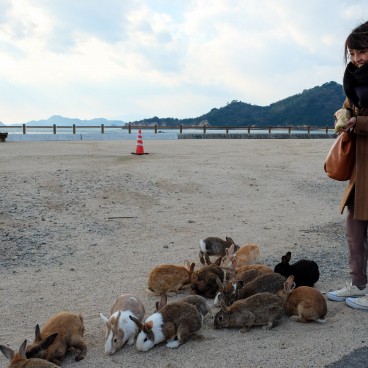 Okunoshima, Feeding rabbits