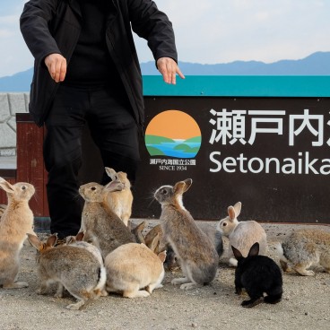 Okunoshima, Feeding rabbits 2