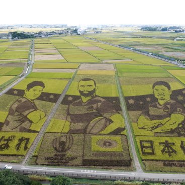 Kodai Hasu No Sato (Saitama), Rice fields decorated for the 2019 Rugby World Cup in Japan
