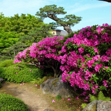 Yushi-en Garden, Azaleas
