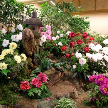 Yushi-en Garden, Arrangements of peony flowers 5