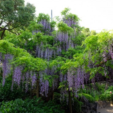 Yushi-en Garden, Wisterias