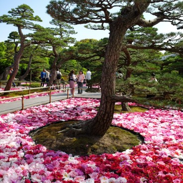 Yushi-en Garden, Arrangements of peony flowers