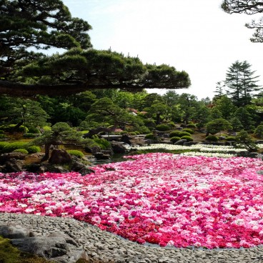 Yushi-en Garden, Arrangements of peony flowers 3