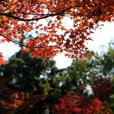 Murin-an, Kyoto, garden in autumn 4