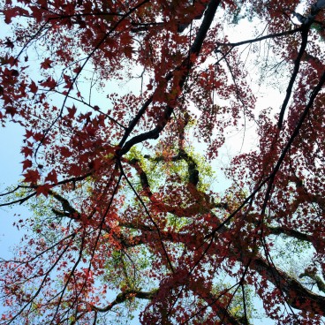 Murin-an, Kyoto, garden in autumn 6