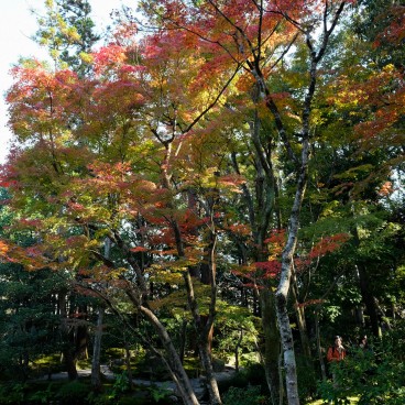 Murin-an, Kyoto, garden in autumn 2