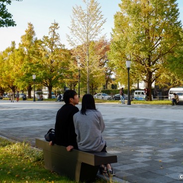 Marunouchi (Tokyo), Ginkgo trees alley between the station and the Imperial Palace's moats (Gyoko-dori)