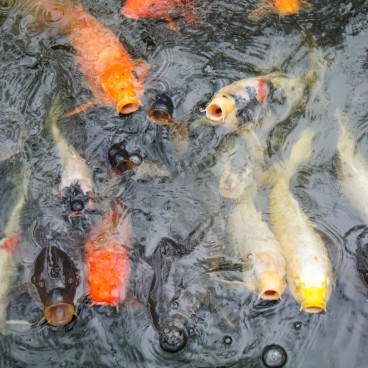 Tokyo, Atago-jinja, koi carps