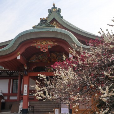 Kitano Tenmangu (Kyoto), Treasure Hall Homotsu-den and blooming plum trees