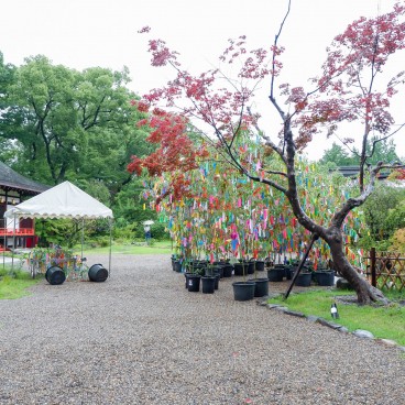 Kitano Tenmangu, Bamboo decorations to celebrate Tanabata on July 7