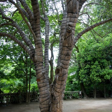 Chofu, Jindai-ji, A tree covered in straw mats