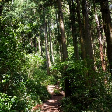 Tenen Hiking Trail accross the forest in the north of Kamakura