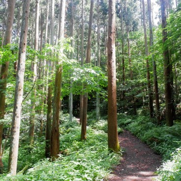 Tenen Hiking Trail accross the forest in the north of Kamakura 2