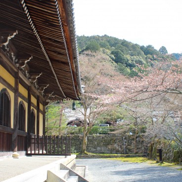 Nanzen-ji, Dharma Hatto and sakura