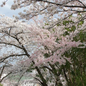 Egeyama Park, Kobe, Blooming cherry trees 7