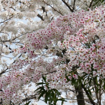 Egeyama Park, Kobe, Blooming cherry trees 8