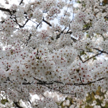 Egeyama Park, Kobe, Blooming cherry trees 9