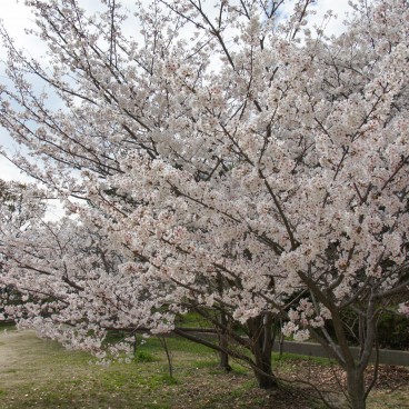Egeyama Park, Kobe, Blooming cherry trees