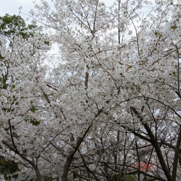 Egeyama Park, Kobe, Blooming cherry trees 2