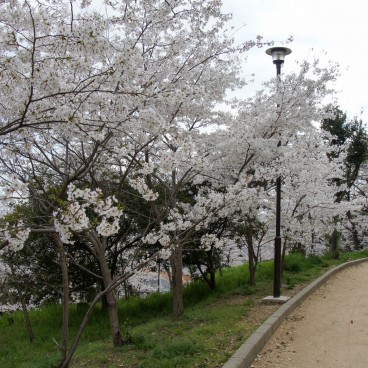 Egeyama Park, Kobe, Blooming cherry trees 3