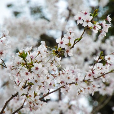 Egeyama Park, Kobe, Blooming cherry trees 4