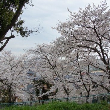 Egeyama Park, Kobe, Blooming cherry trees 5