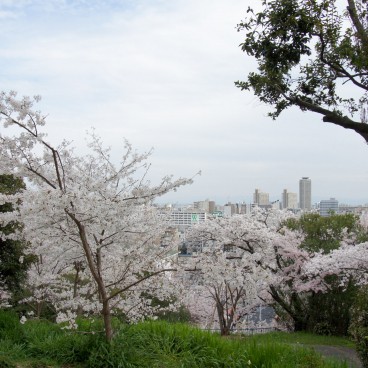 Egeyama Park, View on blooming cherry trees and Kobe
