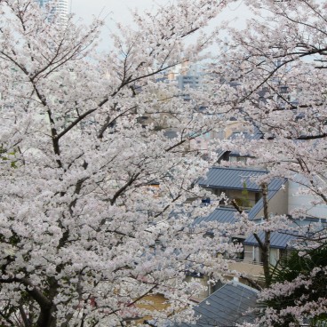 Egeyama Park, Kobe, Blooming cherry trees 6
