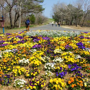 Hitachi Seaside park (Ibaraki), Viola flowerbed