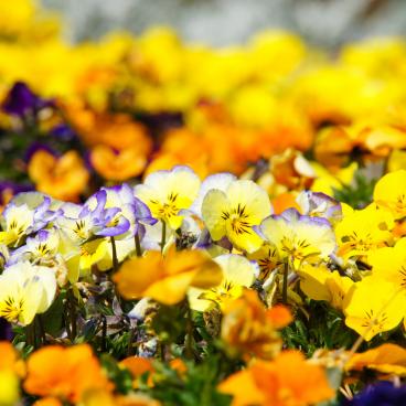 Hitachi Seaside park (Ibaraki), Viola flowerbed 2