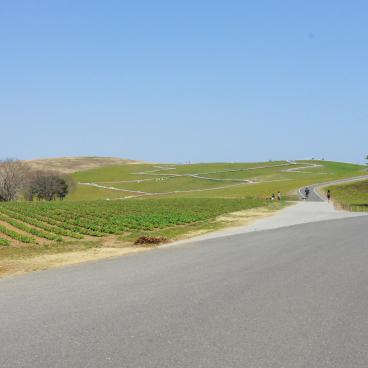 Hitachi Seaside park (Ibaraki) 3
