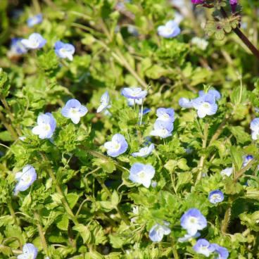 Hitachi Seaside park (Ibaraki), Nemophila flowers
