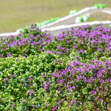 Hitachi Seaside park (Ibaraki), Linaria flowers