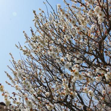 Hitachi Seaside park (Ibaraki), Blooming plum trees 4