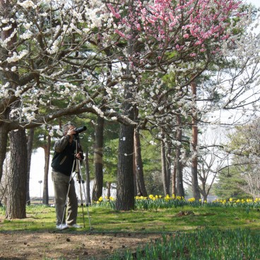 Hitachi Seaside park (Ibaraki), Blooming plum trees