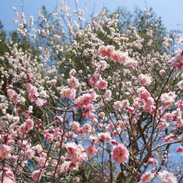 Hitachi Seaside park (Ibaraki), Blooming plum trees 2