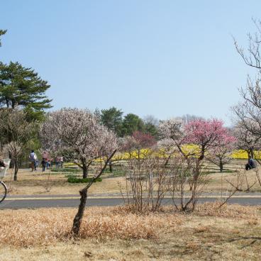 Hitachi Seaside park (Ibaraki), Blooming plum trees 3