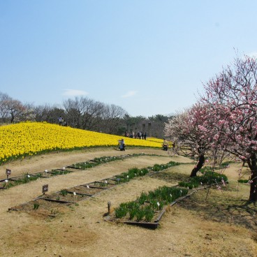 Hitachi Seaside park (Ibaraki), Blooming plum trees and narcissus