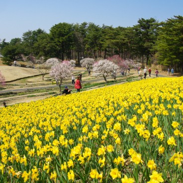 Hitachi Seaside park (Ibaraki), Narcissus flowers